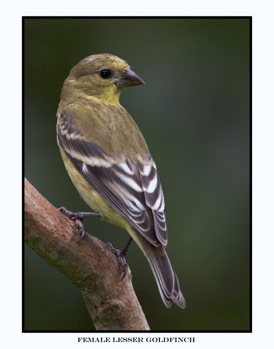 3843 female lesser goldfinch.jpg